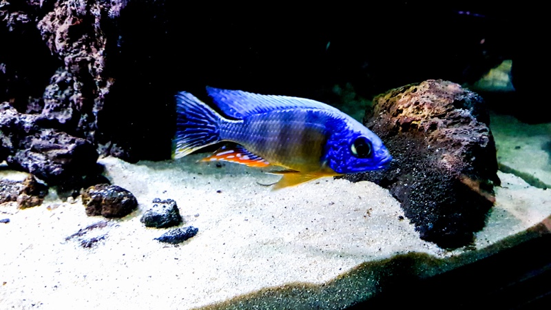 Protomelas sp. 'steveni taiwan' Higga Reef